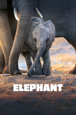 Elephant-hd