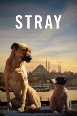 Stray-hd