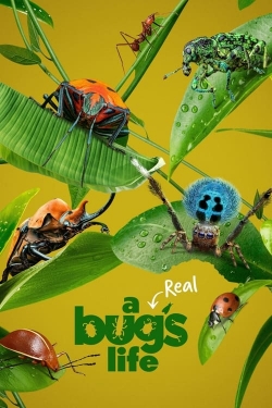 A Real Bug's Life-hd